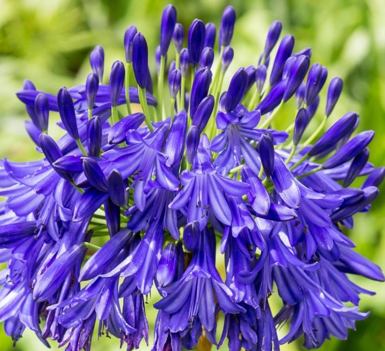 Black Buddhist afrikai szerelemvirág