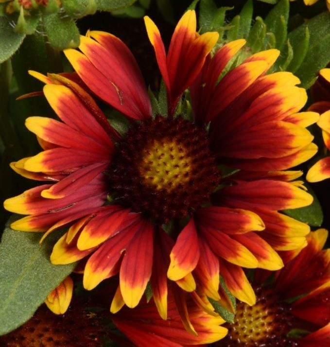 Orange Halo kokárdavirág