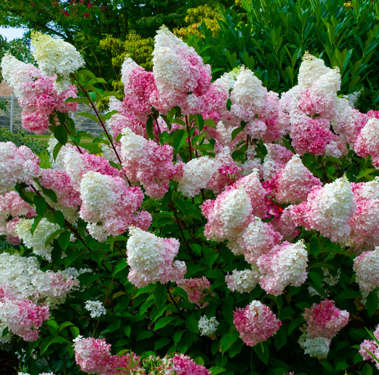 Hydrangea Paniculata Vanille Fraise 31 Pictures