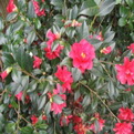 Camellia japonica  (Japán kamélia)