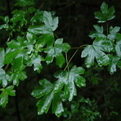 Acer campestre  (Mezei juhar)