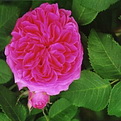 Rosa `Yolande D`Aragon` (Yolande D`Aragon francia rózsa)