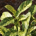 Aucuba japonica `Crotonifolia` (Tarka levelű japán babérsom)
