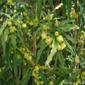 Berberis x gagnepainii  (Fekete borbolya)