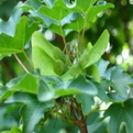 Acer campestre `Lienco Elegans` (Lienco Elegans mezei juhar)