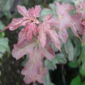 Acer campestre ’Red Shine’  (Vöröslombú mezei juhar)