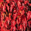 Acer ginnala  (Tűzvörös juhar)