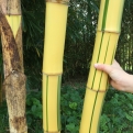 Phyllostachys vivax `Huangwenzhu Inversa` (Zöldcsíkos óriás neonszárú bambusz)