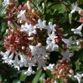 Abelia grandiflora `Compacta` (Törpe nagyvirágú tárnicslonc)