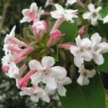 Abelia mosanensis (Koreai illatos tárnicslonc)
