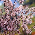Abeliophyllum distichum `Roseum` (Rózsaszín virágú koreai hóvessző)