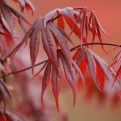 Acer palmatum `Atropurpureum` (Vörös levelű japán juhar)