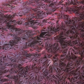 Acer palmatum `Crimson Queen` (Crimson Queen japán juhar)