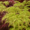 Acer palmatum `Emerald Lace` (Emerald Lace japán juhar)