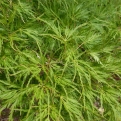 Acer palmatum `Seiryu` (Seiryu szeldelt levelű japán juhar)