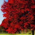 Acer rubrum `Brandywine` (Brandywine vörös juhar)
