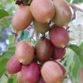 Actinidia arguta `Ananasnaja` (Ananasnaja mini kivi, japán kivi)