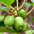 Actinidia arguta `Kokuwa` (Kokuwa ÖNTERMÉKENY zöld húsú mini kivi, zöld japán kivi)