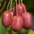 Actinidia arguta `Scarlet September` (Scarlet September japán kivi)