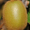 Actinidia chinensis `Quinmei` (Quinmei kivi (Csinmei))