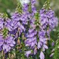 Adenophora `Gaudi Violet` (Gaudi Violet harangvirág)