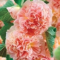 Alcea rosea `Chaters Double Apricot` (Chaters Double Apricot kerti mályvarózsa)