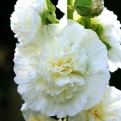 Alcea rosea `Chaters Double White` (Chaters Double White kerti mályvarózsa)