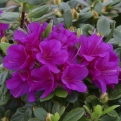 Azalea japonica `Geisha Purple` (Azálea: Geisha Purple)