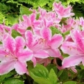 Azalea japonica `Kermesina Rose` (Azálea: Kermesina Rose)