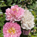 Rosa `Pablito` (Pablito talajtakaró rózsa)