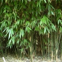 Bashania qingchengshanensis (Qingchengshan bokorbambusz)