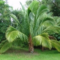 Beccariophoenix alfredii (Madagaszkári fennsíki kókuszpálma)