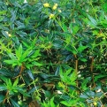 Berberis gagnepainii (Fodroslevelű örökzöld borbolya, Fekete borbolya)