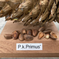 Pinus koraiensis `Primus` (Primus koreai mandulafenyő, koreai cirbolya)