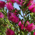 Callistemon viminalis `Bright Pink` (Bright Pink ausztrál kefevirág)