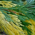 Calocedrus decurrens `Aureovariegata` (Aranytarka lombú kaliforniai gyantásciprus)