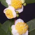 Camellia sinensis (Teacserje)