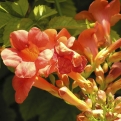 Campsis radicans (Bignonia) `Orange Summer` (Orange Summer narancsszín virágú trombitafolyondár)