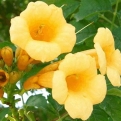 Campsis 'Yellow Trumpet' NAGY Növény!* (Sárga virágú trombitafolyondár, NAGY Növény!*)