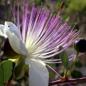 Capparis spinosa  (Kapri cserje )