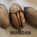 Carya illinoiensis `Mandan` MAGCSEMETE (Pekán dió: Mandan MAGCSEMETE)