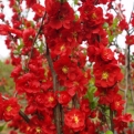 Chaenomeles speciosa `Scarlet Storm` (Scarlet Storm telt virágú pompás japánbirs)