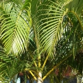 Chrysalidocarpus lutescens (Aranygyümölcspálma)