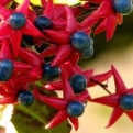 Clerodendrum tichotomum (Clerodendron) (Végzetfa)