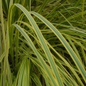 Cortaderia selloana `Vera` (Tarka levelű pampafű)