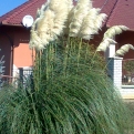 Cortaderia selloana  (Pampafű)