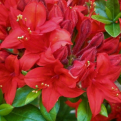 Azalea japonica `Crosswater Red` (Rhododendron) (Croswater Red azálea)