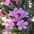 Nerium oleander `Morocco` (Morocco leander)