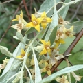 Elaeagnus angustifolia (Keskenylevelű Ezüstfa, Ezüstfűz, Olajfűz)