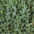 Eucalyptus parvifolia (E. parvula) (Kislevelű eukaliptusz)